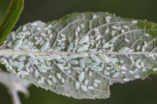 Réf. 249 075 : Hyalopterus pruni